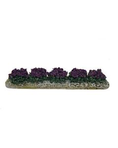 Lavender plants