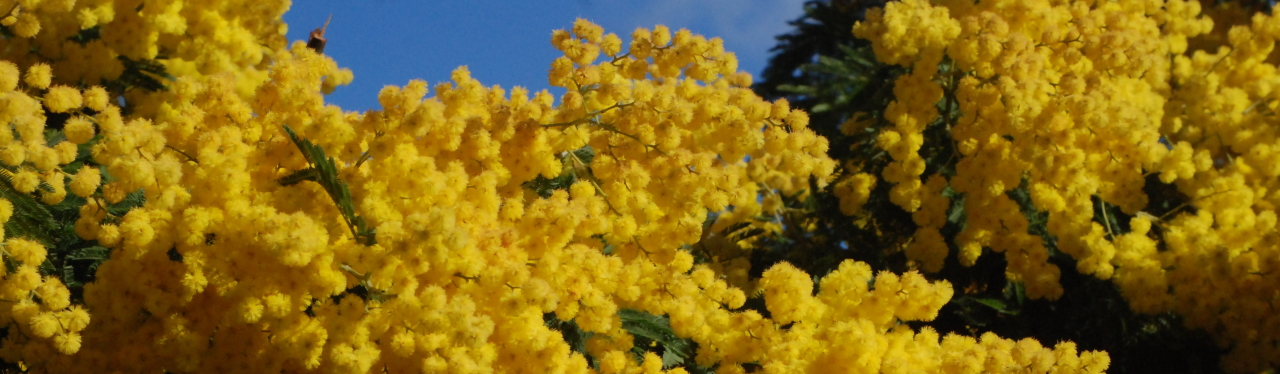 Mimosa in Provence